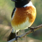 Stone Chat Stone Chat